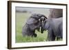 Young African Elephants (Loxodonta Africana) Playing And Sparing, Masai Mara, Kenya, Africa-Mark Macewen-Framed Photographic Print