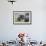 Young African Elephants (Loxodonta Africana) Playing And Sparing, Masai Mara, Kenya, Africa-Mark Macewen-Framed Photographic Print displayed on a wall