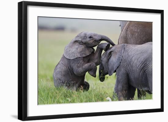 Young African Elephants (Loxodonta Africana) Playing And Sparing, Masai Mara, Kenya, Africa-Mark Macewen-Framed Photographic Print