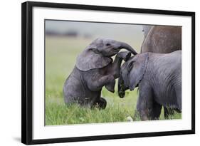 Young African Elephants (Loxodonta Africana) Playing And Sparing, Masai Mara, Kenya, Africa-Mark Macewen-Framed Photographic Print