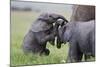 Young African Elephants (Loxodonta Africana) Playing And Sparing, Masai Mara, Kenya, Africa-Mark Macewen-Mounted Photographic Print