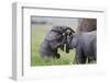 Young African Elephants (Loxodonta Africana) Playing And Sparing, Masai Mara, Kenya, Africa-Mark Macewen-Framed Photographic Print