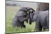 Young African Elephants (Loxodonta Africana) Playing And Sparing, Masai Mara, Kenya, Africa-Mark Macewen-Mounted Photographic Print