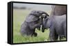 Young African Elephants (Loxodonta Africana) Playing And Sparing, Masai Mara, Kenya, Africa-Mark Macewen-Framed Stretched Canvas