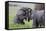 Young African Elephants (Loxodonta Africana) Playing And Sparing, Masai Mara, Kenya, Africa-Mark Macewen-Framed Stretched Canvas