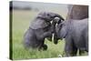 Young African Elephants (Loxodonta Africana) Playing And Sparing, Masai Mara, Kenya, Africa-Mark Macewen-Stretched Canvas