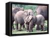 Young African Elephants Wrestling, Tanzania-David Northcott-Framed Stretched Canvas