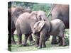 Young African Elephants Wrestling, Tanzania-David Northcott-Stretched Canvas