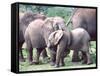 Young African Elephants Wrestling, Tanzania-David Northcott-Framed Stretched Canvas