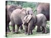 Young African Elephants Wrestling, Tanzania-David Northcott-Stretched Canvas