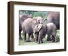 Young African Elephants Wrestling, Tanzania-David Northcott-Framed Photographic Print