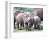 Young African Elephants Wrestling, Tanzania-David Northcott-Framed Photographic Print