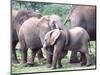 Young African Elephants Wrestling, Tanzania-David Northcott-Mounted Photographic Print