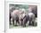 Young African Elephants Wrestling, Tanzania-David Northcott-Framed Photographic Print