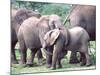 Young African Elephants Wrestling, Tanzania-David Northcott-Mounted Photographic Print