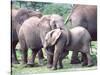 Young African Elephants Wrestling, Tanzania-David Northcott-Stretched Canvas