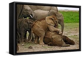 Young African Elephants-Martin Harvey-Framed Stretched Canvas