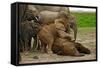 Young African Elephants-Martin Harvey-Framed Stretched Canvas