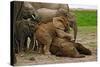 Young African Elephants-Martin Harvey-Stretched Canvas