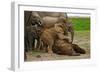 Young African Elephants-Martin Harvey-Framed Photographic Print