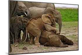 Young African Elephants-Martin Harvey-Mounted Photographic Print