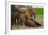 Young African Elephants-Martin Harvey-Framed Photographic Print