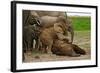 Young African Elephants-Martin Harvey-Framed Photographic Print