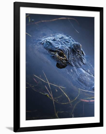 Young American Alligator, Merritt Island National Wildlife Refuge, Florida-Maresa Pryor-Framed Photographic Print