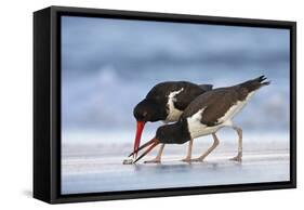 Young American Oystercatcher (Haematopus Palliatus) Snatching Food from Adult on the Shoreline-Mateusz Piesiak-Framed Stretched Canvas