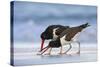 Young American Oystercatcher (Haematopus Palliatus) Snatching Food from Adult on the Shoreline-Mateusz Piesiak-Stretched Canvas