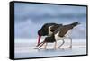 Young American Oystercatcher (Haematopus Palliatus) Snatching Food from Adult on the Shoreline-Mateusz Piesiak-Framed Stretched Canvas