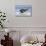 Young American Oystercatcher (Haematopus Palliatus) Snatching Food from Adult on the Shoreline-Mateusz Piesiak-Stretched Canvas displayed on a wall