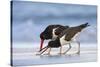 Young American Oystercatcher (Haematopus Palliatus) Snatching Food from Adult on the Shoreline-Mateusz Piesiak-Stretched Canvas