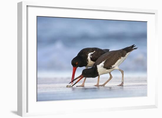 Young American Oystercatcher (Haematopus Palliatus) Snatching Food from Adult on the Shoreline-Mateusz Piesiak-Framed Photographic Print