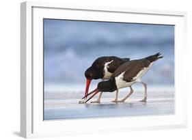 Young American Oystercatcher (Haematopus Palliatus) Snatching Food from Adult on the Shoreline-Mateusz Piesiak-Framed Photographic Print