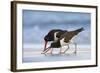 Young American Oystercatcher (Haematopus Palliatus) Snatching Food from Adult on the Shoreline-Mateusz Piesiak-Framed Photographic Print