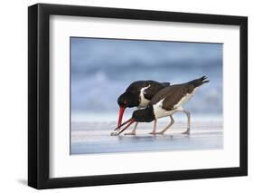 Young American Oystercatcher (Haematopus Palliatus) Snatching Food from Adult on the Shoreline-Mateusz Piesiak-Framed Photographic Print