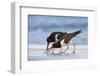 Young American Oystercatcher (Haematopus Palliatus) Snatching Food from Adult on the Shoreline-Mateusz Piesiak-Framed Photographic Print