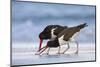 Young American Oystercatcher (Haematopus Palliatus) Snatching Food from Adult on the Shoreline-Mateusz Piesiak-Mounted Photographic Print