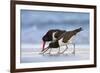 Young American Oystercatcher (Haematopus Palliatus) Snatching Food from Adult on the Shoreline-Mateusz Piesiak-Framed Photographic Print