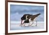 Young American Oystercatcher (Haematopus Palliatus) Snatching Food from Adult on the Shoreline-Mateusz Piesiak-Framed Photographic Print