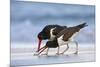 Young American Oystercatcher (Haematopus Palliatus) Snatching Food from Adult on the Shoreline-Mateusz Piesiak-Mounted Photographic Print