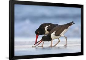 Young American Oystercatcher (Haematopus Palliatus) Snatching Food from Adult on the Shoreline-Mateusz Piesiak-Framed Photographic Print