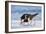 Young American Oystercatcher (Haematopus Palliatus) Snatching Food from Adult on the Shoreline-Mateusz Piesiak-Framed Photographic Print