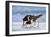 Young American Oystercatcher (Haematopus Palliatus) Snatching Food from Adult on the Shoreline-Mateusz Piesiak-Framed Photographic Print