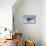 Young American Oystercatcher (Haematopus Palliatus) Snatching Food from Adult on the Shoreline-Mateusz Piesiak-Mounted Photographic Print displayed on a wall