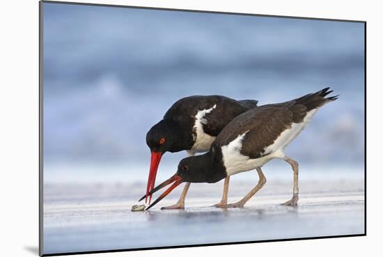 Young American Oystercatcher (Haematopus Palliatus) Snatching Food from Adult on the Shoreline-Mateusz Piesiak-Mounted Photographic Print