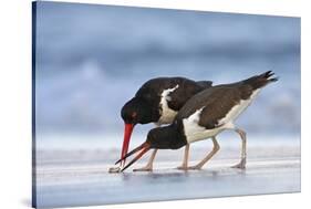 Young American Oystercatcher (Haematopus Palliatus) Snatching Food from Adult on the Shoreline-Mateusz Piesiak-Stretched Canvas