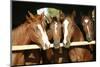 Young and Beautiful Horses in a Stable-accept-Mounted Photographic Print