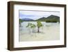 Young and Mature Mangrove Trees-Fadil Aziz/Alcibbum Photography-Framed Photographic Print